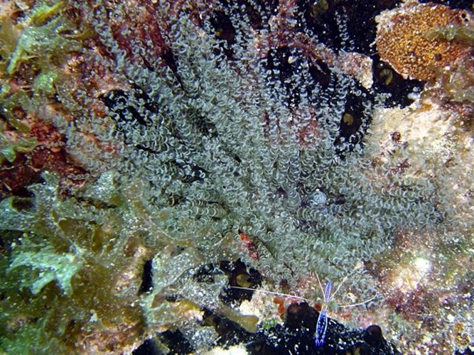 Bartholomea annulata © <a rel="nofollow" class="external text" href="http://herramientas.educa.madrid.org/animalandia/autor.php?nombre=Fernando%20Herranz%20Mart%EDn">Fernando Herranz Martín</a>