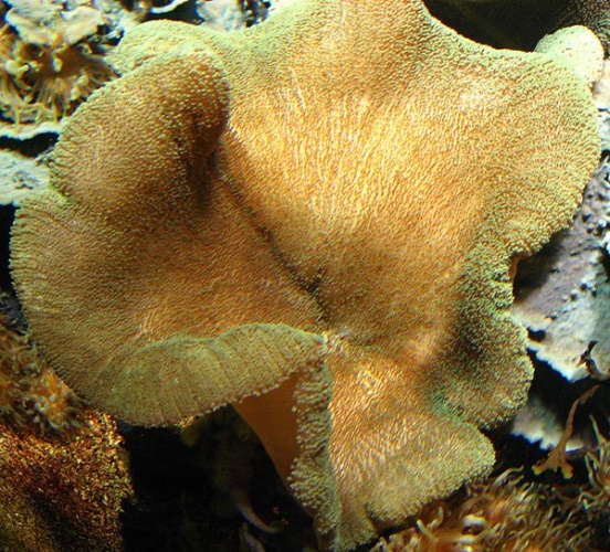 Stichodactyla helianthus © <a href="//commons.wikimedia.org/wiki/User:Lin%C3%A91" title="User:Liné1">Liné1</a>