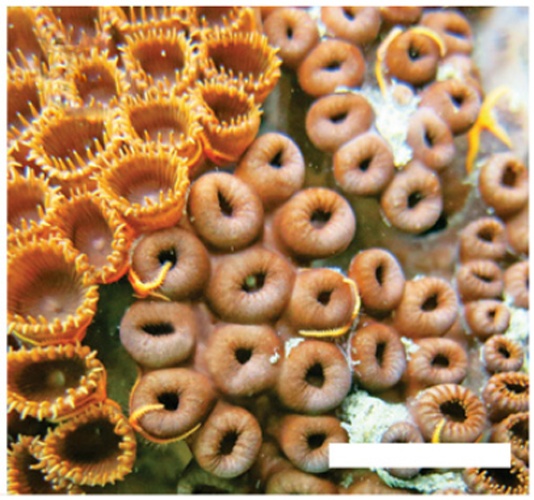 Palythoa caribaeorum © Marcelo Checoli Mantelatto, Lara Figueiredo Vidon, Rosana Beatriz Silveira, Carla Menegola, Rosana Moreira da Rocha and Joel Christopher Creed (2016) Host species of the non-indigenous brittle star Ophiothela mirabilis (Echinodermata: Ophiuroidea): an invasive generalist in Brazil?. Marine Biodiversity Records20169:8 <a rel="nofollow" class="external free" href="https://doi.org/10.1186/s41200-016-0013-x">https://doi.org/10.1186/s41200-016-0013-x</a>