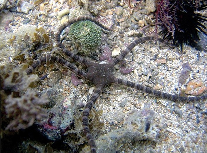 Ophioderma appressa © Gondim AI, Alonso C, Dias TLP, Manso CLC, Christoffersen ML (2013) A taxonomic guide to the brittlestars(Echinodermata, Ophiuroidea) from the State of Paraíba continental shelf, Northeastern Brazil. ZooKeys 307: 45–96. doi: 10.3897/zookeys.307.4673