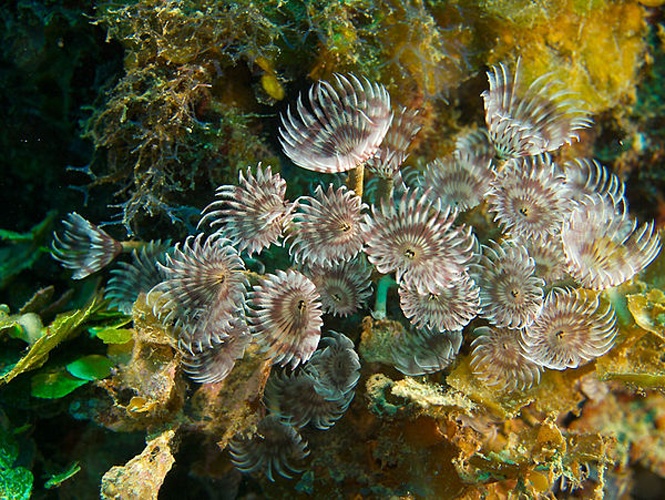 Bispira brunnea &copy; <a href="//commons.wikimedia.org/wiki/User:Nhobgood" title="User:Nhobgood">Nhobgood</a> (<a href="//commons.wikimedia.org/wiki/User_talk:Nhobgood" title="User talk:Nhobgood"><span class="signature-talk">talk</span></a>) Nick Hobgood