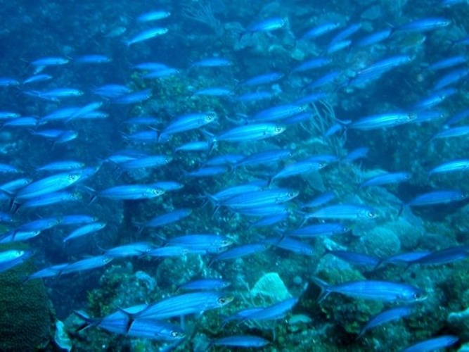 Haemulon vittata © <a rel="nofollow" class="external text" href="http://herramientas.educa.madrid.org/animalandia/autor.php?nombre=Fernando%20Herranz%20Mart%EDn">Fernando Herranz Martín</a>