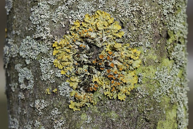 Xanthoriicola physciae &copy; <a rel="nofollow" class="external text" href="https://www.flickr.com/people/40948266@N04">Björn S...</a>