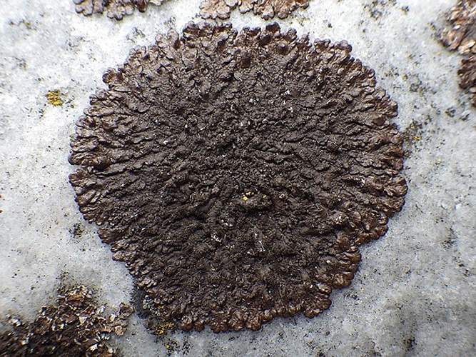 Xanthoparmelia verruculifera &copy; This image was created by user <a rel="nofollow" class="external text" href="https://mushroomobserver.org/observer/show_user/2250">zaca</a> at <a rel="nofollow" class="external text" href="https://mushroomobserver.org">Mushroom Observer</a>, a source for mycological images.<br>You can contact this user <a rel="nofollow" class="external text" href="https://mushroomobserver.org/observer/ask_user_question/2250">here</a>.