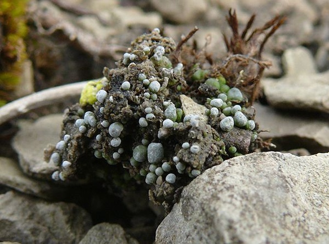 Toninia sedifolia © <a href="//commons.wikimedia.org/wiki/User:BerndH" title="User:BerndH">Bernd Haynold</a>