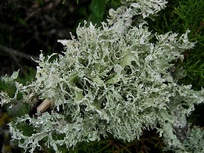 Ramalina lacera &copy; This image was created by user <a rel="nofollow" class="external text" href="https://mushroomobserver.org/observer/show_user/2250">zaca</a> at <a rel="nofollow" class="external text" href="https://mushroomobserver.org">Mushroom Observer</a>, a source for mycological images.<br>You can contact this user <a rel="nofollow" class="external text" href="https://mushroomobserver.org/observer/ask_user_question/2250">here</a>.