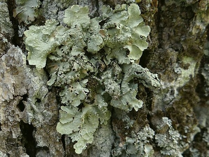 Punctelia subrudecta &copy; <a href="//commons.wikimedia.org/wiki/User:Selso" title="User:Selso">Jerzy Opioła</a>