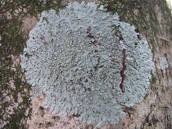 Physcia tribacioides © This image was created by user <a rel="nofollow" class="external text" href="https://mushroomobserver.org/observer/show_user/2250">zaca</a> at <a rel="nofollow" class="external text" href="https://mushroomobserver.org">Mushroom Observer</a>, a source for mycological images.<br>You can contact this user <a rel="nofollow" class="external text" href="https://mushroomobserver.org/observer/ask_user_question/2250">here</a>.