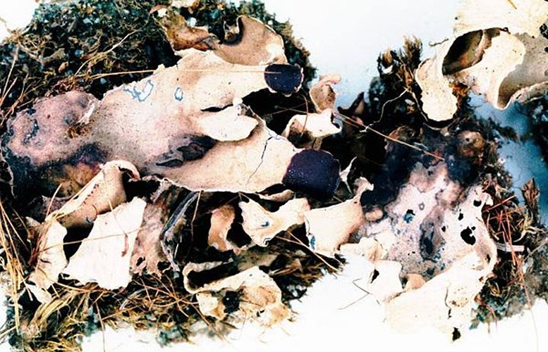 Peltigera didactyla © <a href="//commons.wikimedia.org/w/index.php?title=User:Ed_Uebel&amp;action=edit&amp;redlink=1" class="new" title="User:Ed Uebel (page does not exist)">Ed Uebel</a>