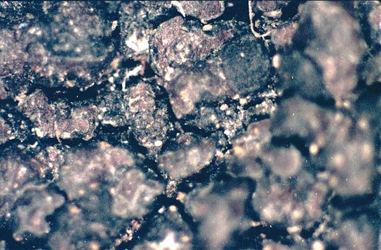 Miriquidica deusta &copy; <a href="//commons.wikimedia.org/w/index.php?title=User:Ed_Uebel&amp;action=edit&amp;redlink=1" class="new" title="User:Ed Uebel (page does not exist)">Ed Uebel</a>