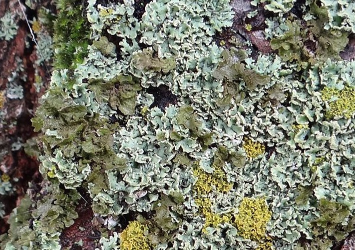 Melanohalea exasperatula &copy; <a href="//commons.wikimedia.org/wiki/User:Selso" title="User:Selso">Jerzy Opioła</a>