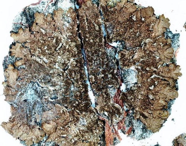 Melanelixia subaurifera &copy; <a href="//commons.wikimedia.org/w/index.php?title=User:Ed_Uebel&amp;action=edit&amp;redlink=1" class="new" title="User:Ed Uebel (page does not exist)">Ed Uebel</a>