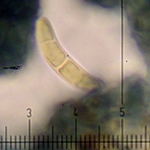 Lecania naegelii © <a rel="nofollow" class="external text" href="https://www.flickr.com/people/7147684@N03">Jason Hollinger</a>