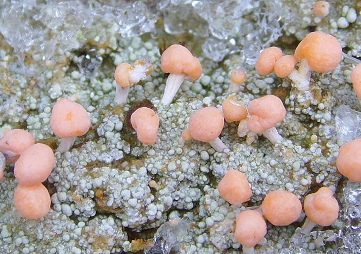 Dibaeis baeomyces © <a href="//commons.wikimedia.org/wiki/User:Jymm" title="User:Jymm">Jymm</a>