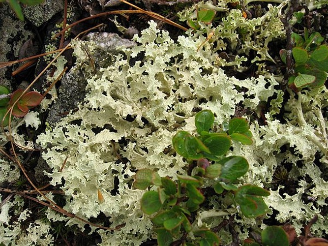 Cetraria nivalis &copy; 