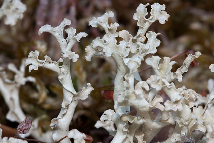 Flavocetraria cucullata © This image was created by user <a rel="nofollow" class="external text" href="https://mushroomobserver.org/observer/show_user/955">Chris Parrish (kitparrish)</a> at <a rel="nofollow" class="external text" href="https://mushroomobserver.org">Mushroom Observer</a>, a source for mycological images.<br>You can contact this user <a rel="nofollow" class="external text" href="https://mushroomobserver.org/observer/ask_user_question/955">here</a>.