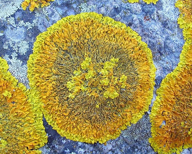 Xanthoria calcicola © <a href="//commons.wikimedia.org/wiki/User:Jymm" title="User:Jymm">Jymm</a>