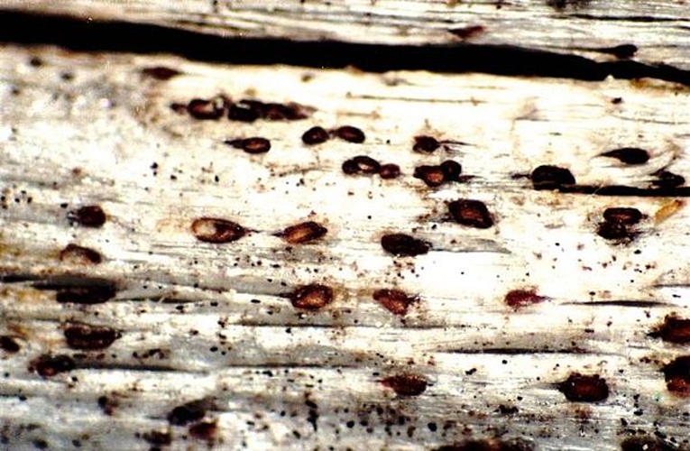 Xylographa parallela &copy; <a href="//commons.wikimedia.org/w/index.php?title=User:Ed_Uebel&amp;action=edit&amp;redlink=1" class="new" title="User:Ed Uebel (page does not exist)">Ed Uebel</a>