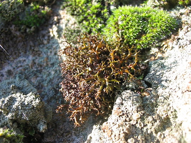 Cetraria aculeata © <a href="//commons.wikimedia.org/wiki/User:Alberto_Salguero" title="User:Alberto Salguero">Alberto Salguero</a>