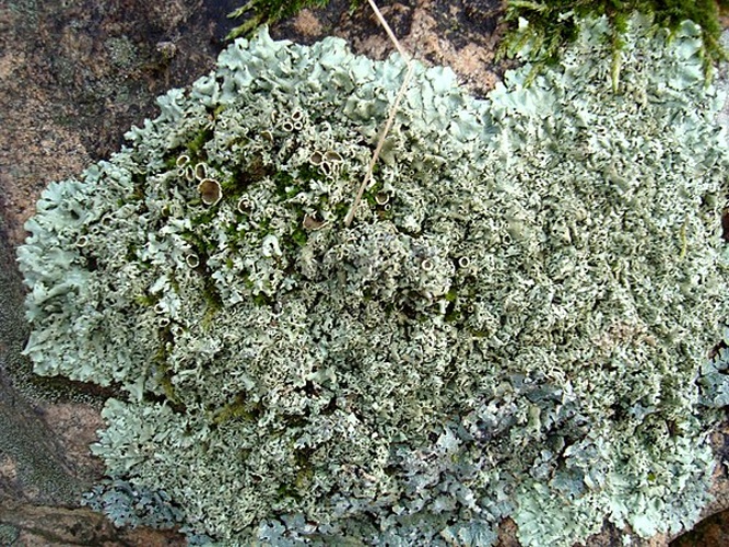 Xanthoparmelia stenophylla © <a href="//commons.wikimedia.org/wiki/User:Dendrofil" title="User:Dendrofil">Dendrofil</a>