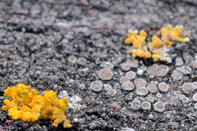 Lecanora albellula © <a rel="nofollow" class="external text" href="https://www.flickr.com/people/8021736@N06">Ernest McGray, Jr.</a>