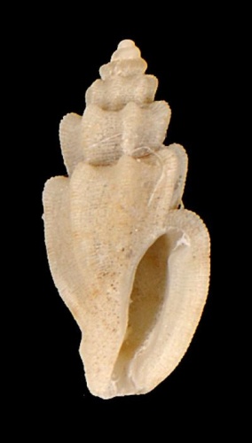 Agathotoma castellata &copy; Credit:2017 - Fallon P.  Project:RECOLNAT