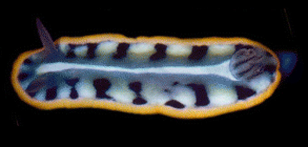 Felimare kempfi &copy; Patrick J. Krug &amp; Ángel Valdés