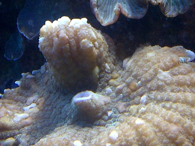 Discosoma carlgreni © Emőke Dénes