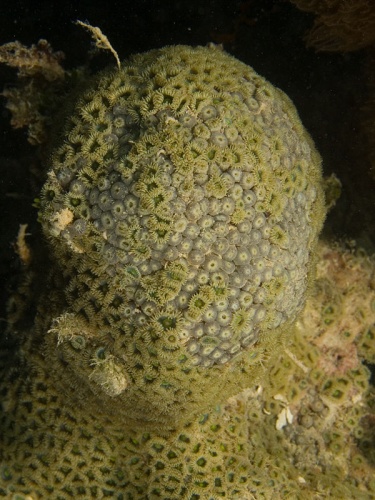 Zoanthus pulchellus © <a href="//commons.wikimedia.org/wiki/User:Nhobgood" title="User:Nhobgood">Nhobgood</a> Nick Hobgood