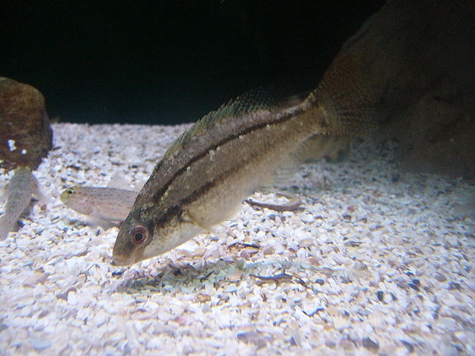 Grey wrasse © <a href="//commons.wikimedia.org/wiki/User:Drow_male" title="User:Drow male">Drow male</a>