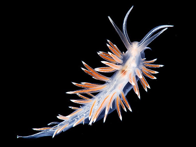 Flabellina lineata © <a href="//commons.wikimedia.org/wiki/User:BernardP" title="User:BernardP">Bernard Picton</a>