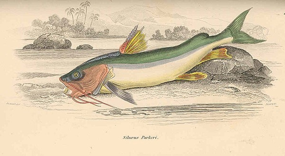 Sciades parkeri © <bdi><a href="https://en.wikipedia.org/wiki/en:Robert_Hermann_Schomburgk" class="extiw" title="w:en:Robert Hermann Schomburgk">Robert Hermann Schomburgk</a>
</bdi>