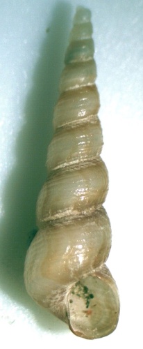 Turritella cingulifera © <a rel="nofollow" class="external text" href="https://www.biolib.cz/en/person/id3973/">Jan Delsing</a>