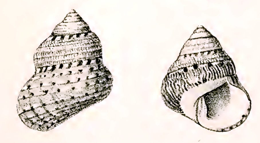 Phorcus articulatus &copy; G.W. Tryon