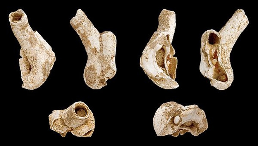 Thylacodes arenarius &copy; H. Zell