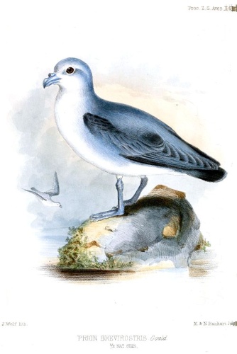 Aphrodroma brevirostris &copy; <bdi><a href="https://en.wikipedia.org/wiki/en:Joseph_Wolf" class="extiw" title="w:en:Joseph Wolf">Joseph Wolf</a>
</bdi>