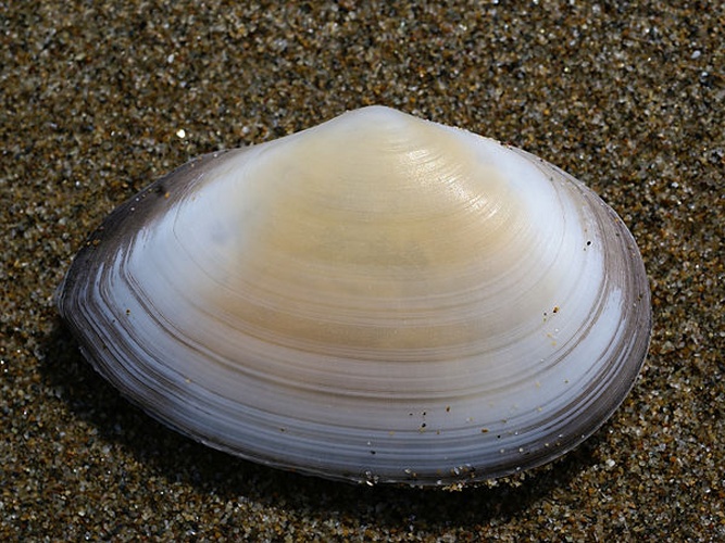 Peronaea planata © <div class="fn value">
Hans Hillewaert</div>