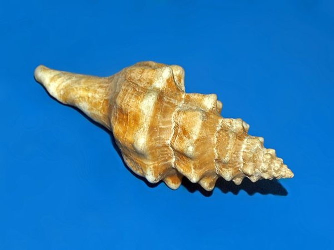 Tarantinaea lignarius © <a href="//commons.wikimedia.org/wiki/User:Hectonichus" title="User:Hectonichus">Hectonichus</a>