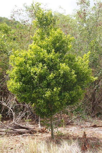 Drypetes deplanchei &copy; <a href="//commons.wikimedia.org/w/index.php?title=User:Mark_Marathon&amp;action=edit&amp;redlink=1" class="new" title="User:Mark Marathon (page does not exist)">Mark Marathon</a>