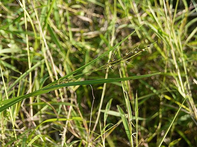 Scleria levis © <a href="//commons.wikimedia.org/w/index.php?title=User:%EF%BC%AB%EF%BD%93&amp;action=edit&amp;redlink=1" class="new" title="User:Ｋｓ (page does not exist)">Ｋｓ</a>