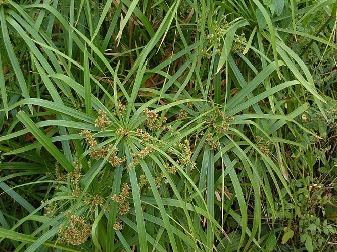 Cyperus alternifolius © <a href="//commons.wikimedia.org/wiki/User:Tau%CA%BBolunga" title="User:Tauʻolunga">Tauʻolunga</a>