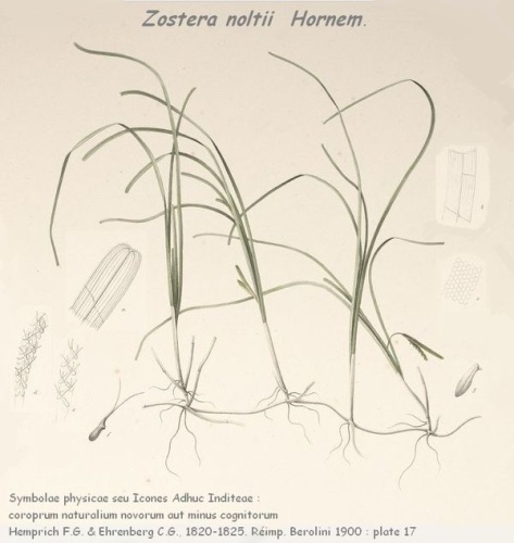 Zostera noltei © Hemprich F.G. &amp; Ehrenberbg C.G.