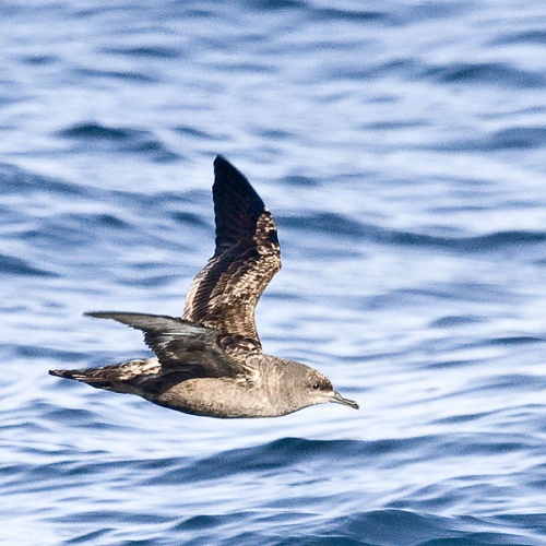 Ardenna grisea © <a rel="nofollow" class="external text" href="https://www.flickr.com/people/72825507@N00">Mike Baird</a> from Morro Bay, USA