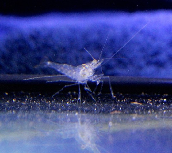 Palaemon varians © <a href="//commons.wikimedia.org/w/index.php?title=User:Fish-in-a-box&amp;action=edit&amp;redlink=1" class="new" title="User:Fish-in-a-box (page does not exist)">Fish-in-a-box</a>