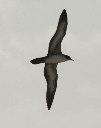 Ardenna pacifica &copy; <a href="//commons.wikimedia.org/wiki/User:Sabine%27s_Sunbird" title="User:Sabine's Sunbird">Duncan Wright</a>