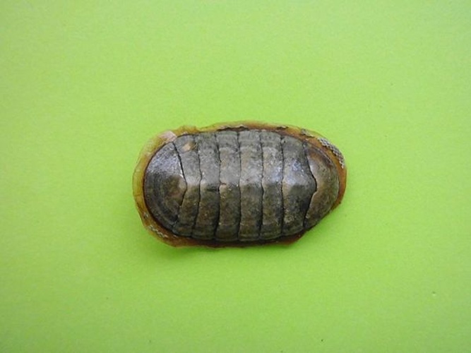 Chiton marmoratus © <a href="//commons.wikimedia.org/wiki/User:Veronidae" title="User:Veronidae">Veronidae</a>