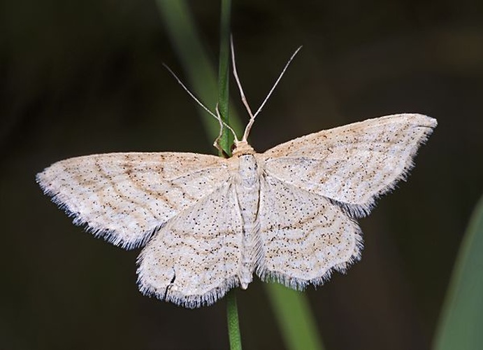 Idaea macilentaria &copy; <div class="fn value">
<a href="//commons.wikimedia.org/wiki/User:Archaeodontosaurus" title="User:Archaeodontosaurus">Didier Descouens</a>
</div>