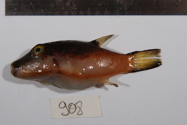 Canthigaster smithae &copy; Serge Planes