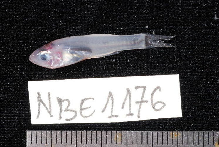 Gymnapogon africanus © Unspecified