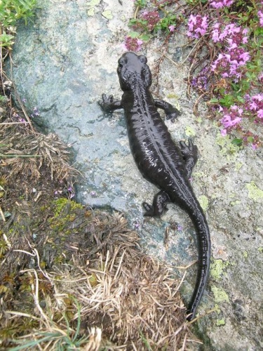 Lanza's alpine salamander © 